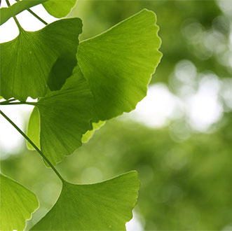 ginko tree leaves