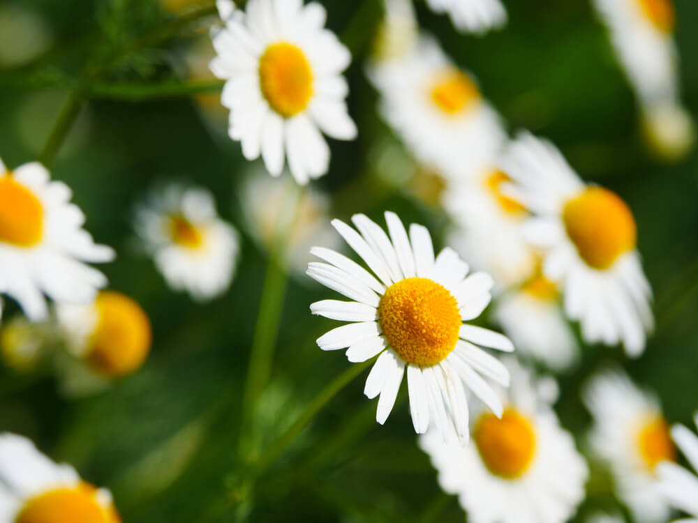 Chamomile