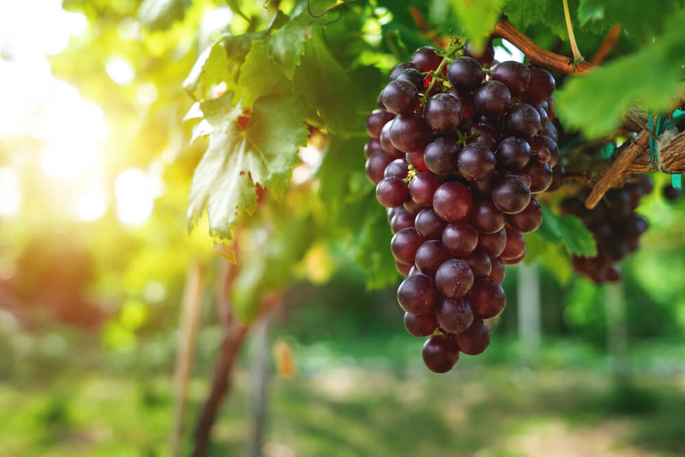 Grapes growing