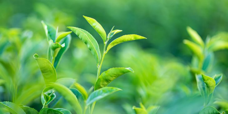 Green tea leaves