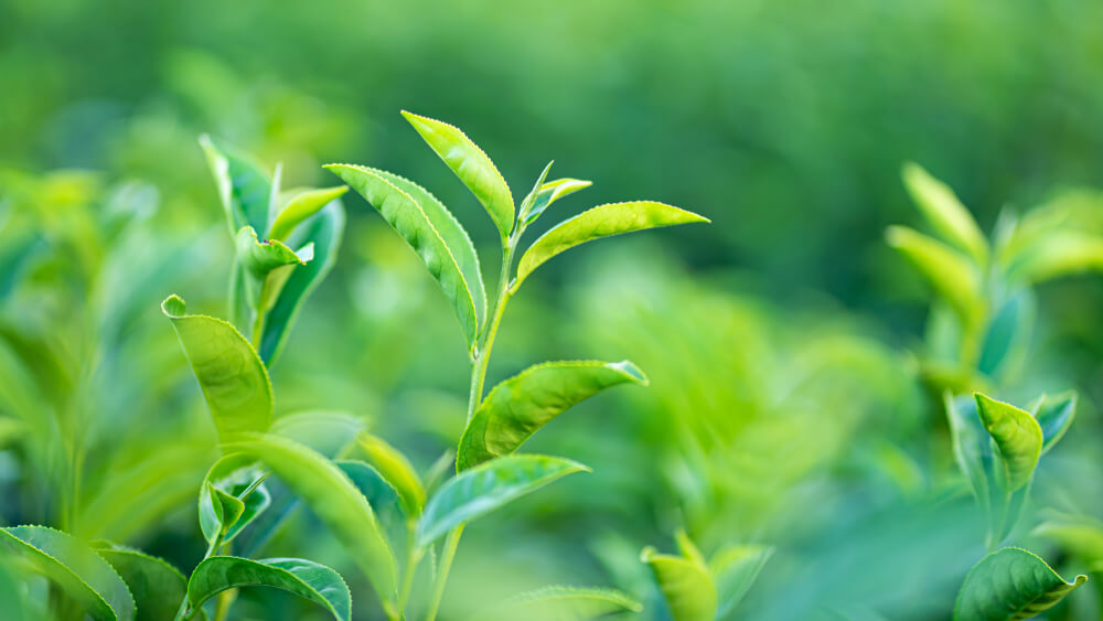 Green tea leaves