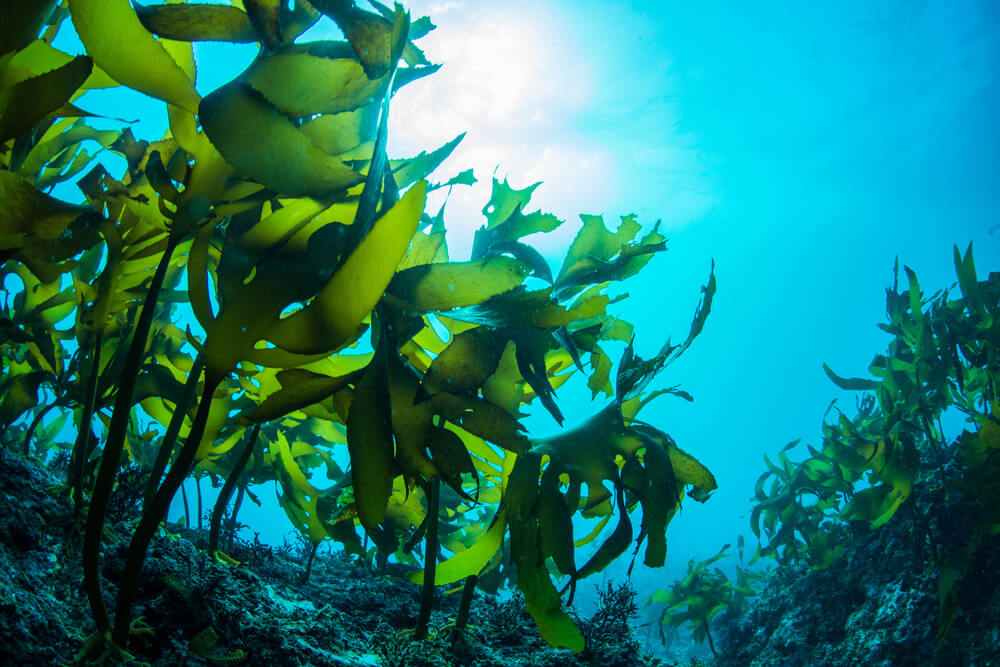 Seaweed in water